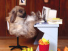 desk-bunny.jpg